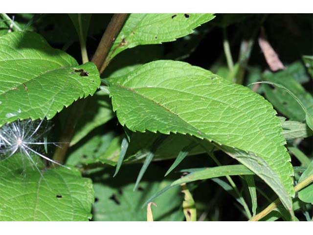 Eutrochium purpureum (Purple joepyeweed) #62181