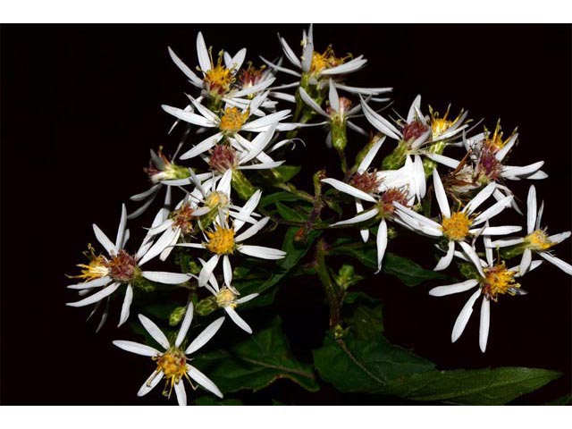 Eurybia divaricata (White wood aster) #62191