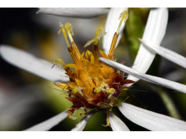 Eurybia divaricata (White wood aster) #62200