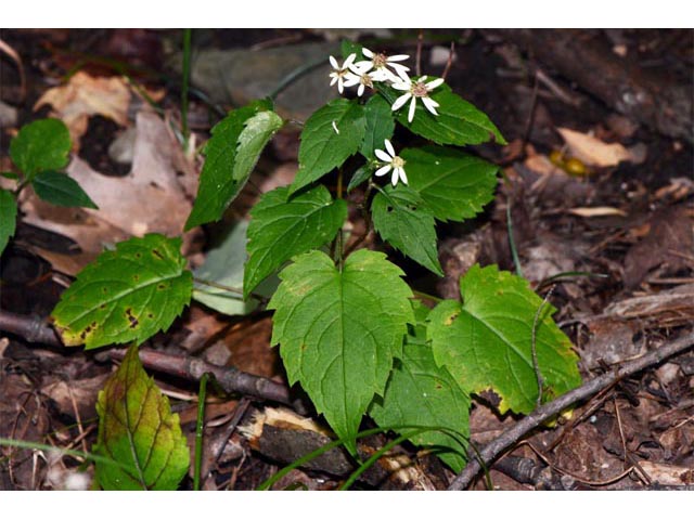 Eurybia divaricata (White wood aster) #62210