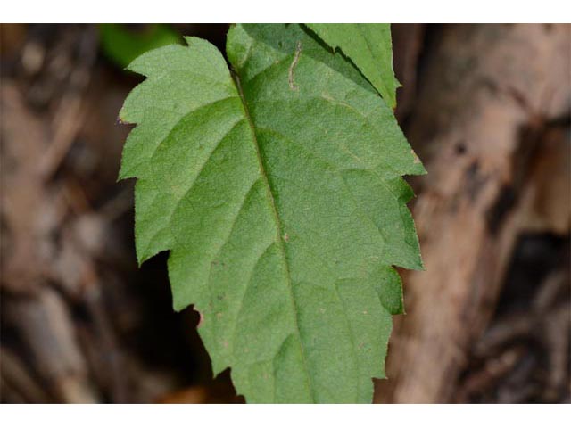 Eurybia divaricata (White wood aster) #62215