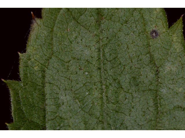 Eurybia divaricata (White wood aster) #62220