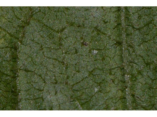 Eurybia divaricata (White wood aster) #62221