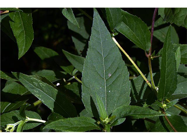 Helianthus divaricatus (Woodland sunflower) #62350