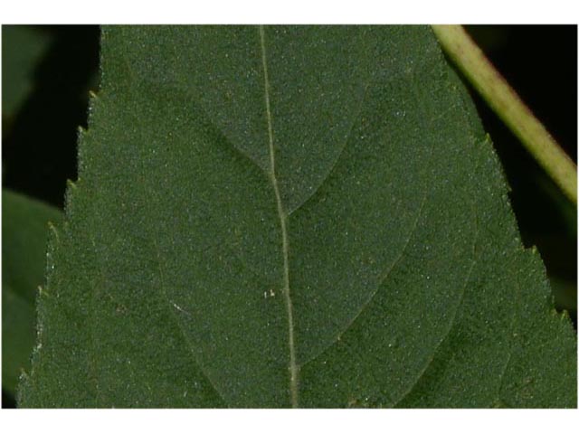 Helianthus divaricatus (Woodland sunflower) #62351