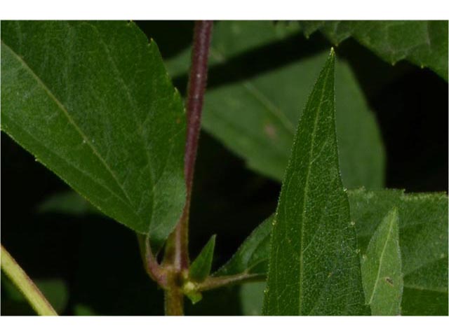 Helianthus divaricatus (Woodland sunflower) #62352