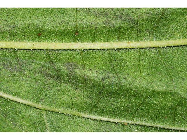 Helianthus divaricatus (Woodland sunflower) #62385