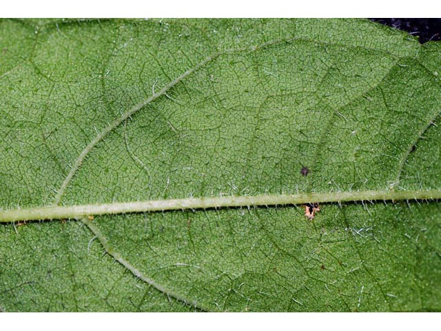 Helianthus divaricatus (Woodland sunflower) #62386