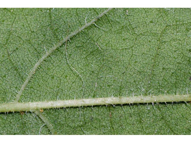 Helianthus divaricatus (Woodland sunflower) #62387