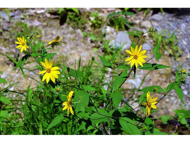 Helianthus divaricatus (Woodland sunflower) #62390