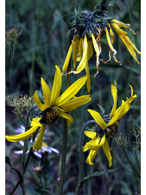 Helianthella quinquenervis (Fivenerve helianthella) #62481