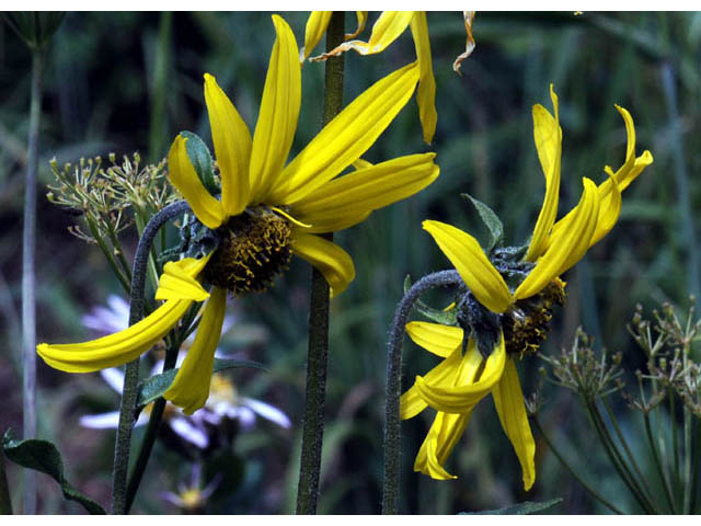 Helianthella quinquenervis (Fivenerve helianthella) #62482