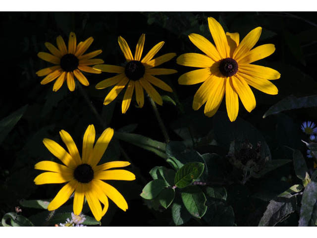 Rudbeckia hirta var. pulcherrima (Black-eyed susan) #62618