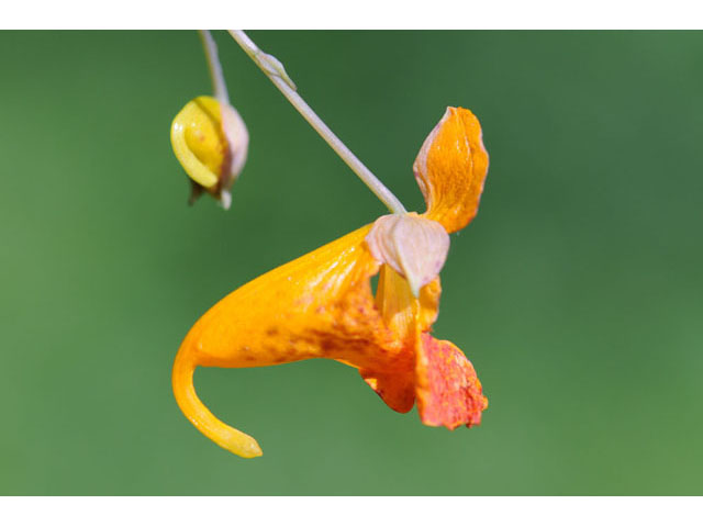 Impatiens capensis (Jewelweed) #62706