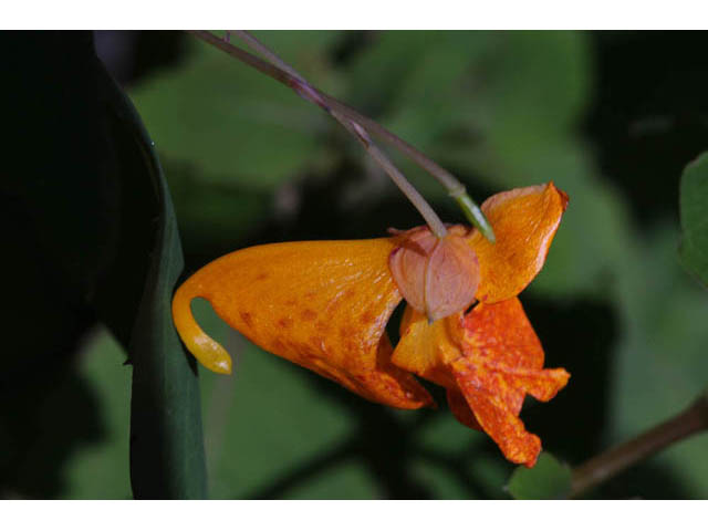 Impatiens capensis (Jewelweed) #62720