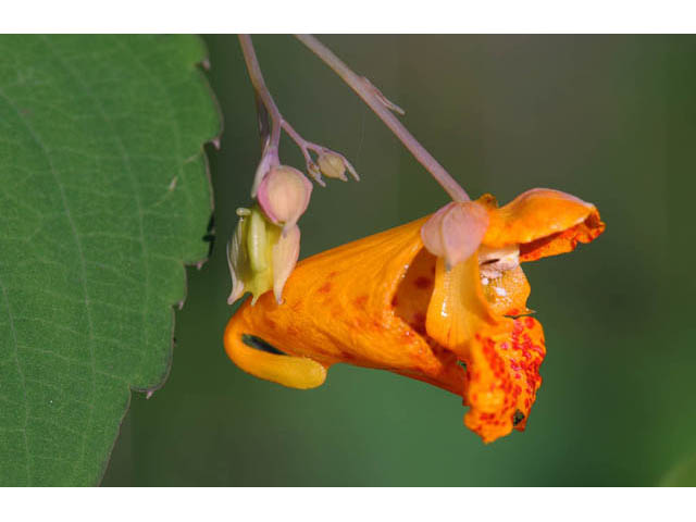 Impatiens capensis (Jewelweed) #62729