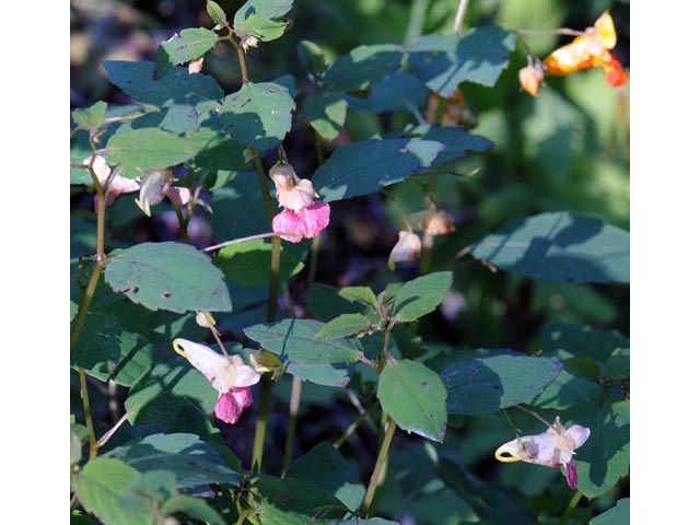 Impatiens capensis (Jewelweed) #62732