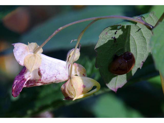 Impatiens capensis (Jewelweed) #62734