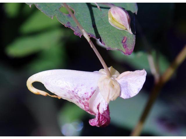 Impatiens capensis (Jewelweed) #62735