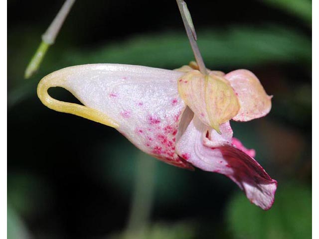 Impatiens capensis (Jewelweed) #62737