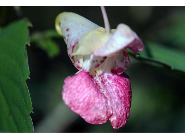 Impatiens capensis (Jewelweed) #62739