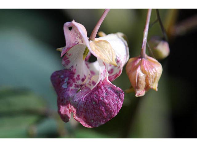 Impatiens capensis (Jewelweed) #62740