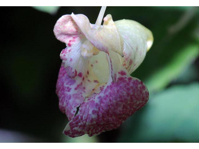 Impatiens capensis (Jewelweed) #62741