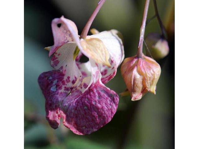 Impatiens capensis (Jewelweed) #62742