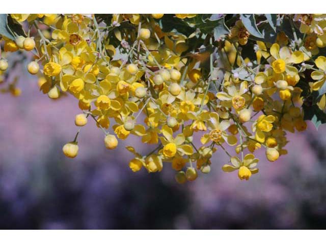 Mahonia fremontii (Fremont's mahonia) #62810