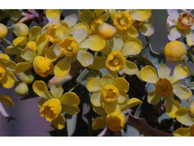 Mahonia fremontii (Fremont's mahonia) #62812