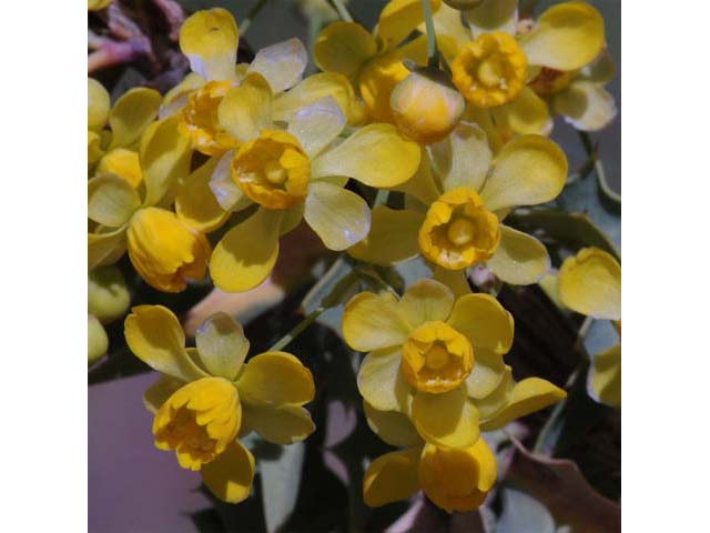 Mahonia fremontii (Fremont's mahonia) #62813