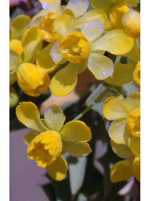 Mahonia fremontii (Fremont's mahonia) #62814