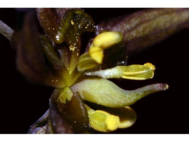 Caulophyllum thalictroides (Blue cohosh) #62840