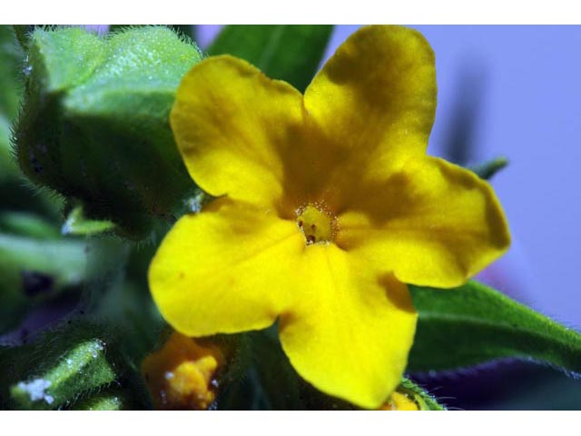 Lithospermum canescens (Hoary puccoon) #62932