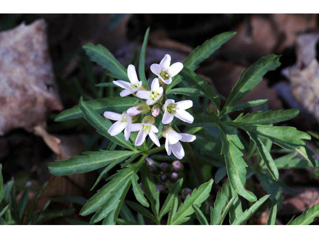 Cardamine concatenata (Cutleaf toothwort) #63046