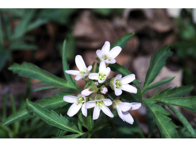 Cardamine concatenata (Cutleaf toothwort) #63047