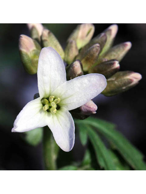 Cardamine concatenata (Cutleaf toothwort) #63048