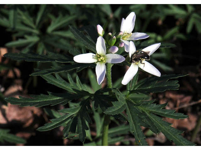 Cardamine concatenata (Cutleaf toothwort) #63050