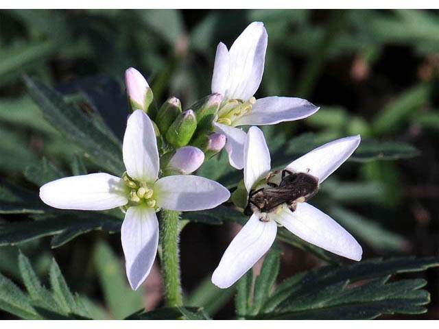 Cardamine concatenata (Cutleaf toothwort) #63051