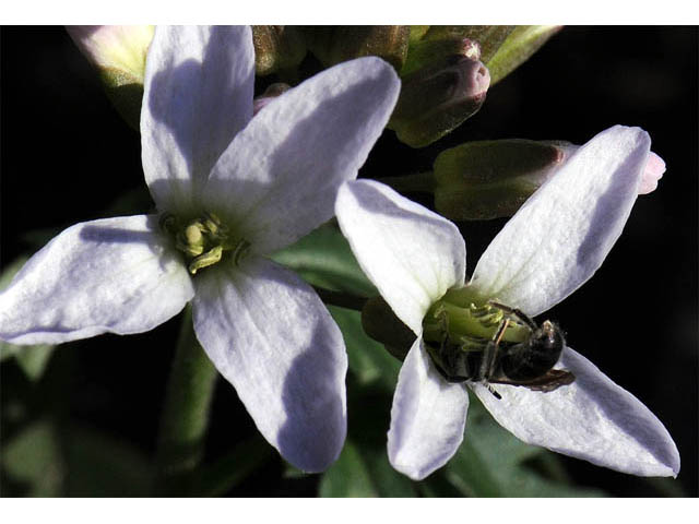 Cardamine concatenata (Cutleaf toothwort) #63053