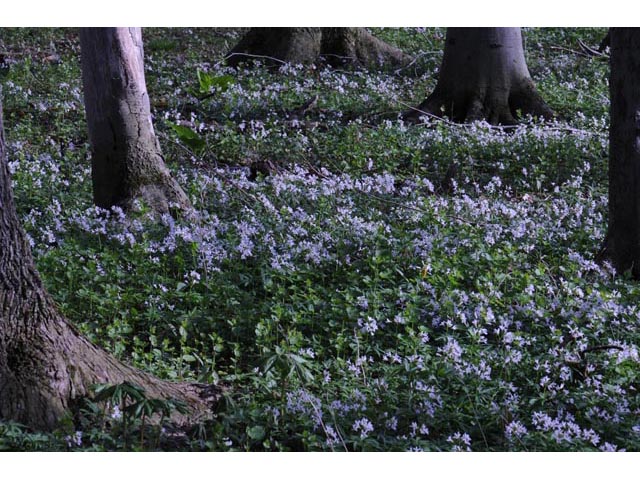 Cardamine concatenata (Cutleaf toothwort) #63055