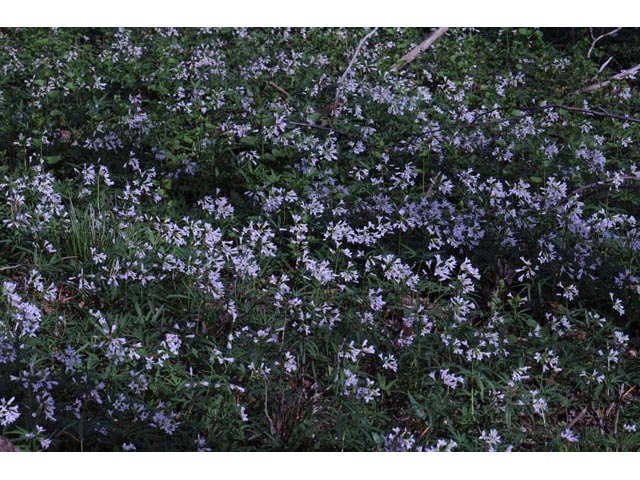 Cardamine concatenata (Cutleaf toothwort) #63056