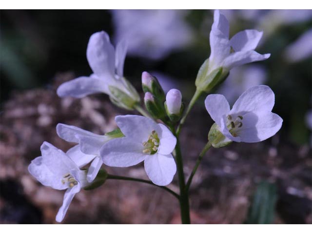 Cardamine concatenata (Cutleaf toothwort) #63059