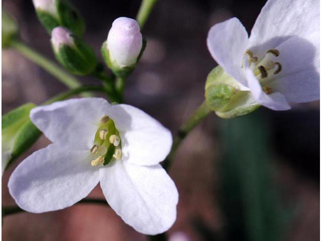 Cardamine concatenata (Cutleaf toothwort) #63060