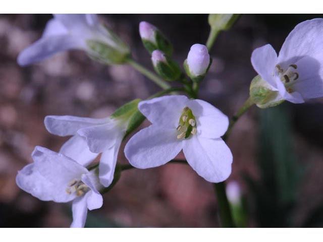 Cardamine concatenata (Cutleaf toothwort) #63061