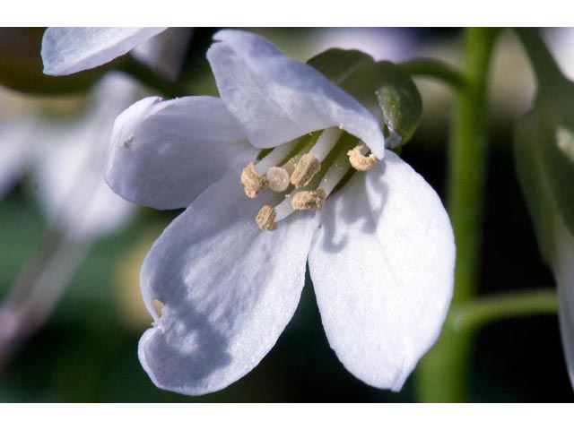 Cardamine concatenata (Cutleaf toothwort) #63063