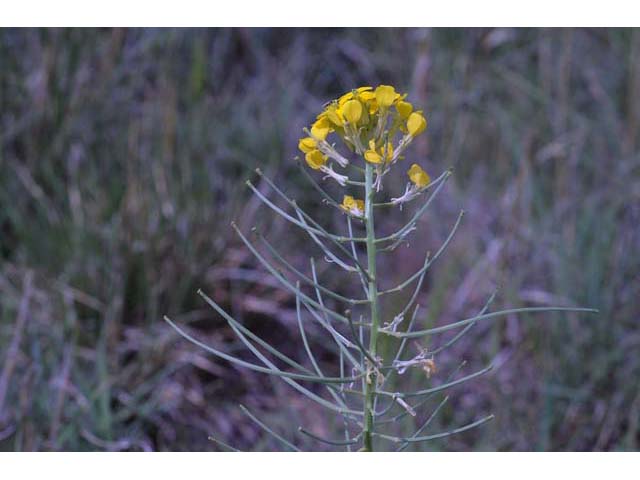 Erysimum asperum (Western wallflower) #63100