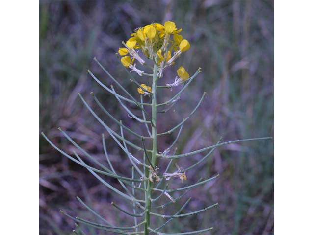 Erysimum asperum (Western wallflower) #63101