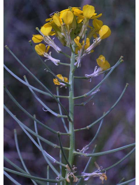 Erysimum asperum (Western wallflower) #63102