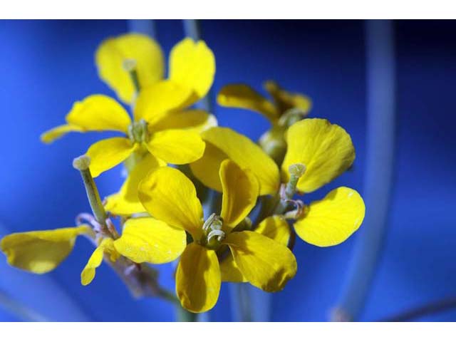 Erysimum asperum (Western wallflower) #63103